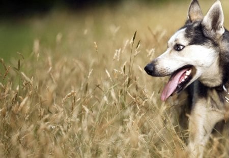 Dog - face, pretty, playful dog, cute, animals, beauty, beautiful, sweet, puppy, bubbles, playful, dogs, puppies, pay, lovely, dog face