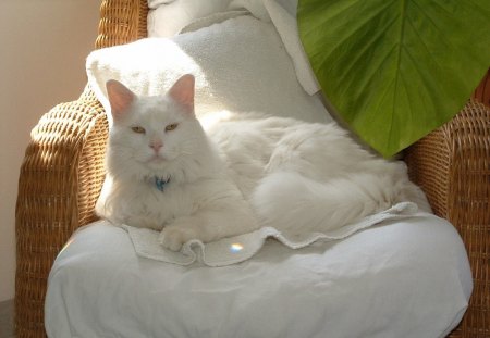 A white maine coon cat - white, feline, pillow, maine coon, wicked chair, leaf, cat