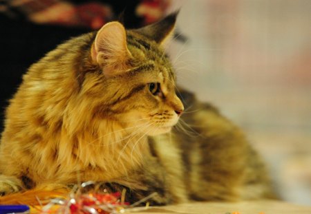 Maine coon cat - feline, golden, cat, maine coon