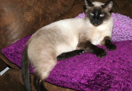 A siamese cat - purple, pillow, cat, feline, siamese