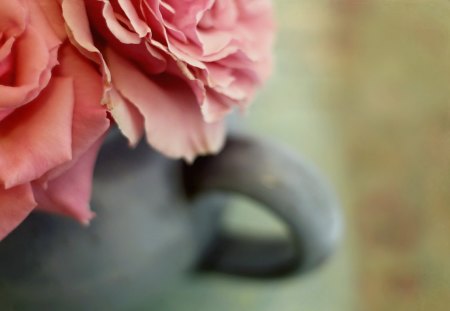 Close Up - flowers, roses, beautiful, pink, close up, cup