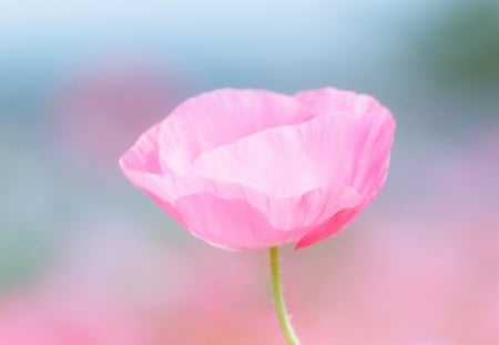 Softness - beauty, nature, love, softness, pink, pastel, flowers