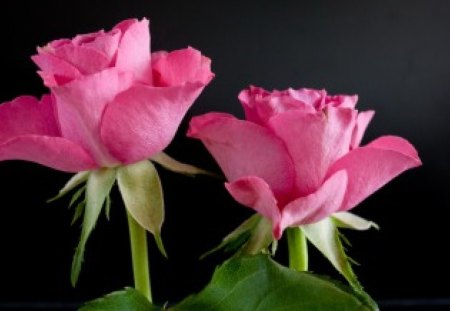 Two ✿ - flowers, roses, pink roses, two, parfume, beauty, lovely