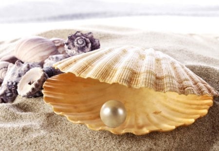 Shell in the sand - s, l, e, h