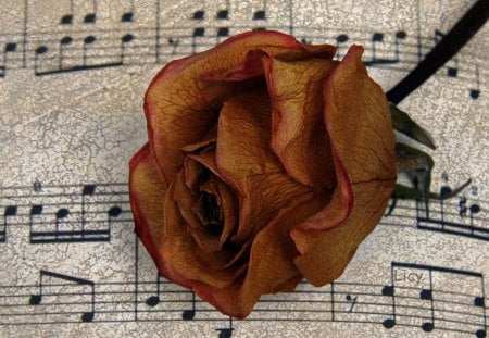 Red rose on a score - score, music, red, note, pentagram, rose