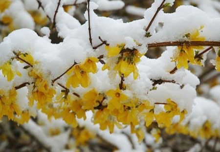 Spring ~ Little candles - little candles, white, branch, nature, yellow, snow, spring, flower