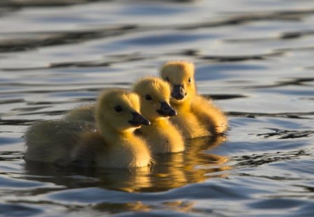 Three cuties - bird, duck, water, yellow, blue, spring, three, animal, nature, cute, lake