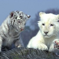 White tiger and white lion cubs