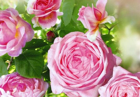 Pink roses - roses, rose, pink, summer