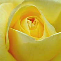 Pale yellow rose