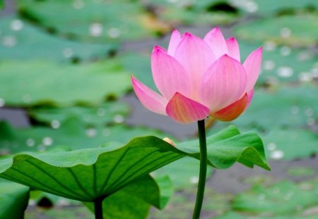 Lotus - nice, beauty, close up, water, pretty, petals, plant, pond, waterdrops, lovely, nature, lotus, floral, water lily, beautiful, pink, lily pad, leaves, splendor, blossom, sweet, flower