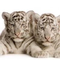 Precious little white tigers