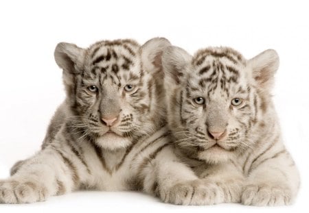 Precious little white tigers