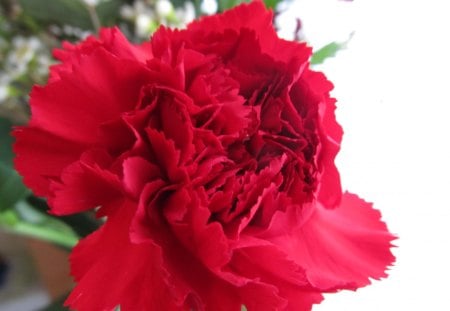 Gemma's Delight - blooms, flora, carnations, petals