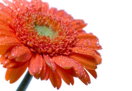 Orange gerbera daisy - daisy, macro, orange, gerbera