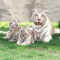 White tiger with cubs