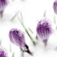 Frosty crocus