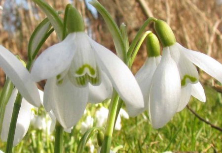 Snowdrops - flowers, snowdrops, spring, march