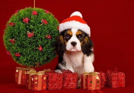 Christmas dog - playful dog, cute, beautiful, puppy, christmas, dogs, dog face, face, animals, pretty, beauty, bubbles, sweet, playful, puppies, pay, lovely