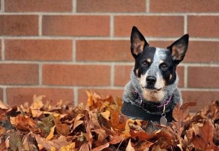 Dog - pretty, pay, dog face, playful dog, dogs, face, puppy, beautiful, beauty, puppies, lovely, sweet, playful, bubbles, cute, wall, animals