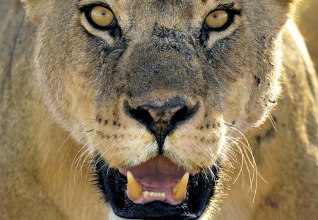 Lioness close up - lion, wild life, lioness, big cat