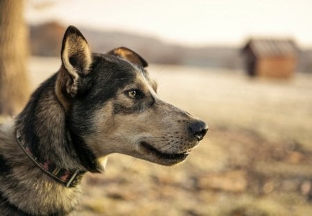 Dog - face, pretty, playful dog, cute, animals, beauty, beautiful, sweet, puppy, bubbles, playful, dogs, puppies, pay, lovely, dog face