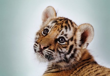 Cutest tiger cub - cub, tiger, wild life, big cat