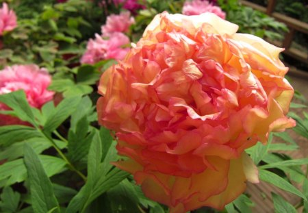 Peony flower - peony, flower, soft, beautiful