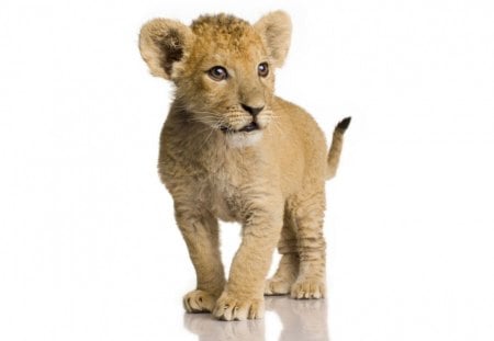 Lion cub - cub, lion, wild life, big cat, simba