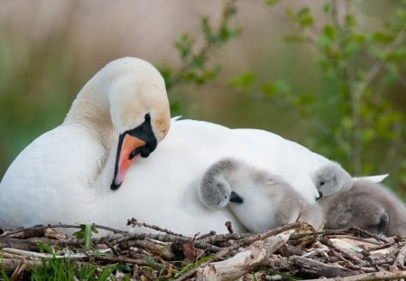 Swan with ducklings