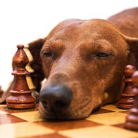 Oh my god, i'm tired after all this playing chess