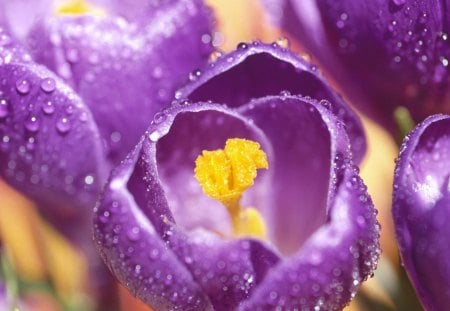 Crokus drops in - raindrops, spring, crocus, purple