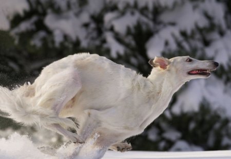 Greyhound running - running, greyhound, dog, snow