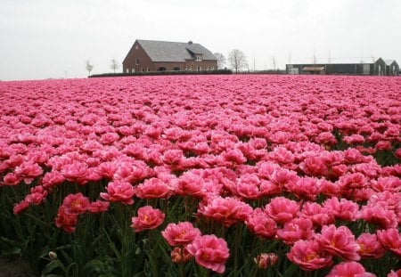 Tulip field - tulips, double, spring, pink, tulip