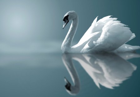 Swan reflection - lake, swan, water, reflection