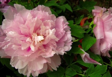 Peony flower