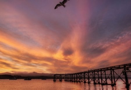 sunrise over pier in the bay - clouds, bay, pier, boats, sunrise, birds