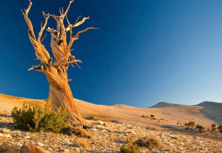 petrified tree in the desert - sky, hills, tree, desert, petrified