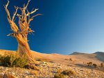 petrified tree in the desert