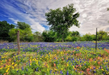 Spring flowers - flowers, field, spring, colors, bed