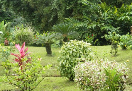 Green Fields from Grenada islands - trees, Flowers, garden, red, green, photography, Fields