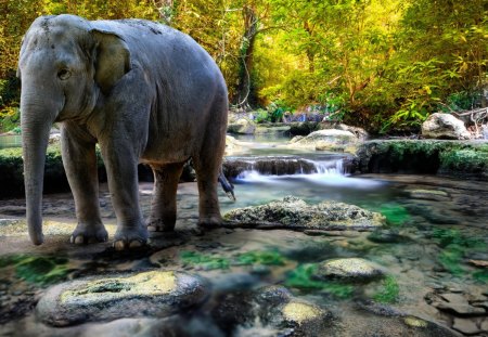 elephant in mountain stream - elephant, forest, strea, rocks