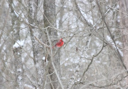 Red Bird - birds, nature, animals, wildlife