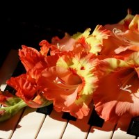 BLOSSOMS on the KEYS