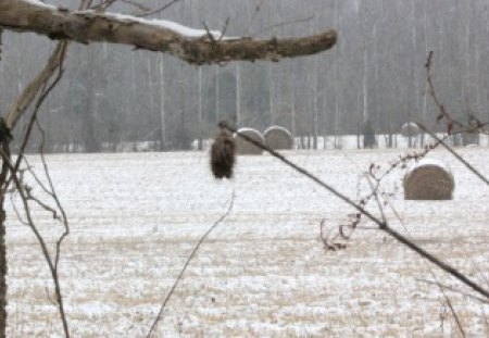 farm life - snow, weeds, outdoors, farm