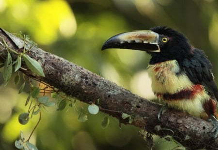 *** Collared  Aracari *** - bird, birds, animal, collared, aracari, animals