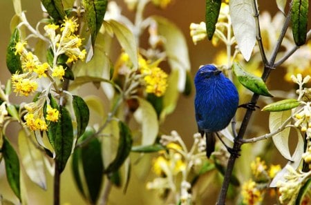 Spring bird - nice, branches, blooming, lovely, spring, bird, nature, pretty, blossoms, blue, beautiful, sweet, cute, little