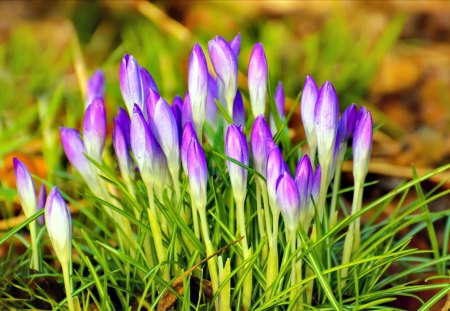 Spring flowers - nice, crocus, delicate, tender, lovely, spring, nature, pretty, beautiful, sunny, flowers, grass