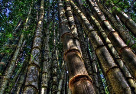 bamboo forest hdr - frest, leaves, hdr, bamboo, trunks