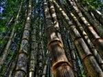 bamboo forest hdr